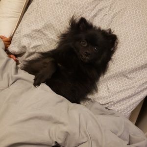 Meet your Posher, Miranda